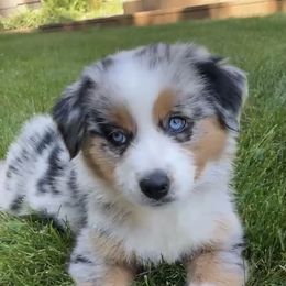 Australian Shepherds from Dandelion Farms PDX