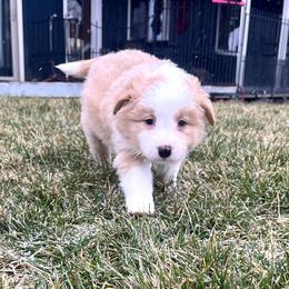Gold Boy 1 - White and gold male Border Collie puppy in Powell Butte, Oregon from Cascades Border Collies