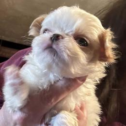 Charlie - Red and white male Japanese Chin puppy in Elkview, West Virginia from Almost Heaven