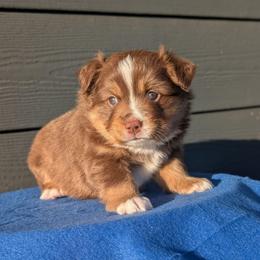 Zion - Red tri-color male Miniature American Shepherd puppy in Harrisonville, Missouri from Trailside Mini Aussies