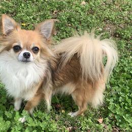 Chihuahua Puppies from Strawberry River Kennel