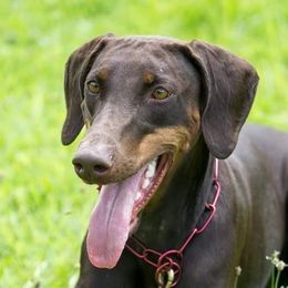 Egwene - Doberman Pinscher