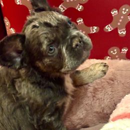 2 - Blue fawn male French Bulldog puppy in Marion, Virginia from Frenchies Vom Reiches Tal
