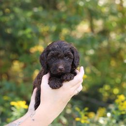Orange - Chocolate female Australian Labradoodle puppy in Williamstown, New York from Lewis Manor Labradoodles