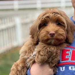 Gracie - Caramel red female Australian Labradoodle puppy in Columbus, Montana from Comfort Doodle