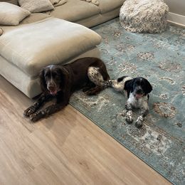 English Springer Spaniel Puppies from Saratoga Springers NY