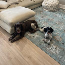 English Springer Spaniel Puppies from Saratoga Springers NY