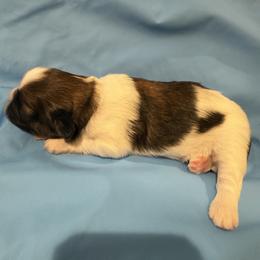 Cinnamon Dream of the Empress - Gold and white male Shih Tzu puppy in Ellicott City, Maryland from Dr. Dmitriy Kurenbin PURE SHIH TZU Puppies