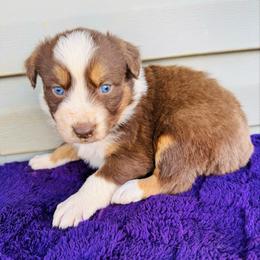 Roxy - Red tri-color female Australian Shepherd puppy in Charlotte, North Carolina from Awesome Aussies