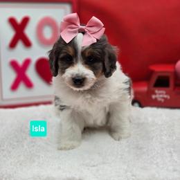 Dancer- Teal collar - Blue merle female Bernedoodle puppy in Summerville, South Carolina from Channys Doodles