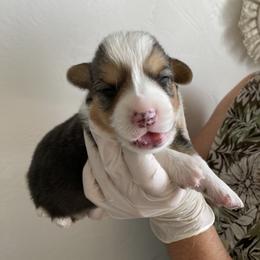 Pembroke Welsh Corgi Puppies from Mount Garfield Corgis