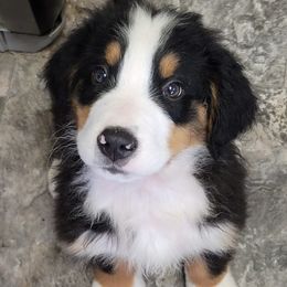 Bernese Mountain Dogs from MSM Bernese Mountain Dogs