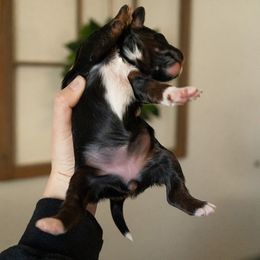 Bernedoodle, Cavapoo, Goldendoodle, and Poodle Puppies from Wasatch Pup