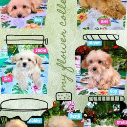 Poodle puppies from 4 States Mini Dachshunds & Mini Poodles