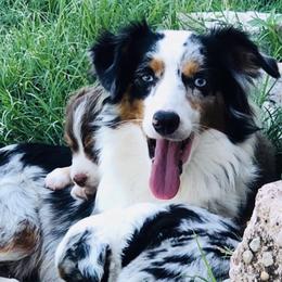 Cali - Toy Australian Shepherd