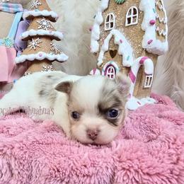 GingerSnap 5500 - Merle female Chihuahua puppy in Piqua, Kansas from Cute As A Cupcake Chihuahuas