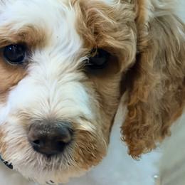 Poodle Puppies from Jewells Poodles