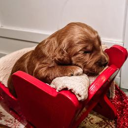 F1B Toy Goldendoodle Bella - Red  female Goldendoodle puppy in Redding, California from Casa Delarosa Poodles & Doodles Collective