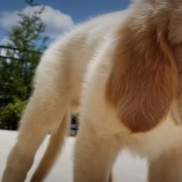 Golden Retriever and Goldendoodle Puppies from Guppy Puppies