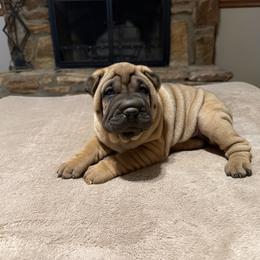 Orange collar - Red fawn female Chinese Shar-Pei puppy in Elkin, North Carolina from Martini Shar-Pei