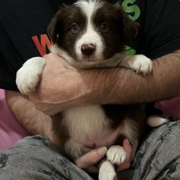 Male 2 - Red male Border Collie puppy in Memphis, New York from Dual Traxx Border Collies