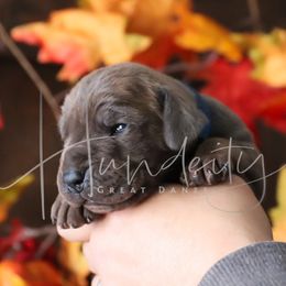 Tide - Blue male Great Dane puppy in Denison, Texas from Hundeity Great Danes