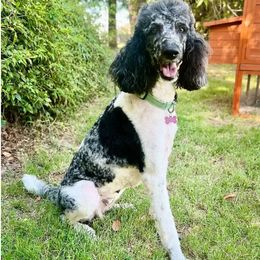 Dottie - Poodle