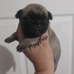 Fawn Boy - Fawn male Pug puppy in Olin, North Carolina from Piggy Pugs