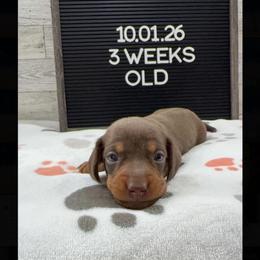 Mocha - Chocolate and tan female Dachshund puppy in Goodyear, Arizona from AZ Low Life Doxies