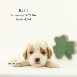Basil (White Collar Girl) - Blenheim female Cavapoo puppy in Republic, Missouri from Red Skye Puppies