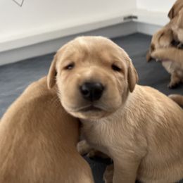 Labrador Retriever Puppies from Sun Ridge Labradors