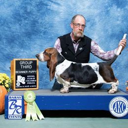 Basset Hound and Pembroke Welsh Corgi All Grown Up from 4 Sail Quarter Horses and Corgis
