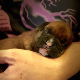 Boxer Puppies from Venician Boxers