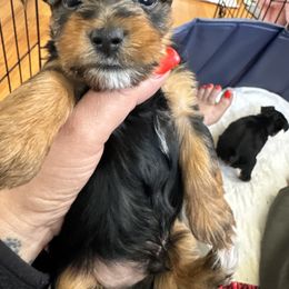 Yorkshire Terrier Puppies from Rosey’s Yorkies