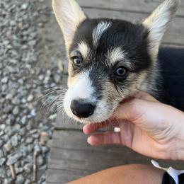 Pembroke Welsh Corgi Puppies from Newlands Insane Danes and Corgis