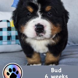 Bernese Mountain Dog Puppies from Swiss Berner Bears