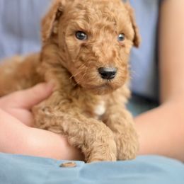 Professor Bhaer - Red  male Poodle puppy in Grimsley, Tennessee from Above Standard Poodles