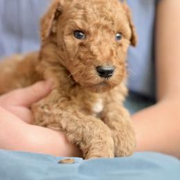 Professor Bhaer - Red  male Poodle puppy in Grimsley, Tennessee from Above Standard Poodles