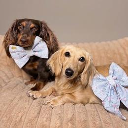 Dachshund puppies from Redland Dachshund Grove