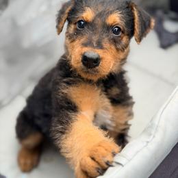 Poppy Aka Baby Girl Yellow - Black and tan female Airedale Terrier puppy in Mooresville, North Carolina from Farm 55