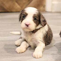 Blue Merle parti male - Merle male Goldendoodle puppy in Vallejo, California from Well Rooted Doodles