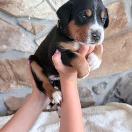 Pink - Black, white and red female Greater Swiss Mountain Dog puppy in Everett, Pennsylvania from Sweet Stream Swissies