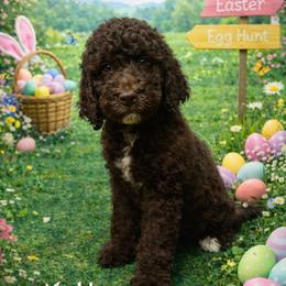 White collar - Chocolate female Goldendoodle puppy in Sanderson, Florida from Serenity Goldendoodles