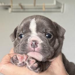 Cappuccino - Blue tri-color female Bulldog puppy in Medical Lake, Washington from Back Forty Boxers and Old English Bulldogs