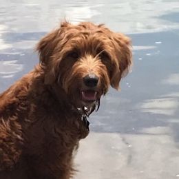 Goldendoodles from MillyDoodles