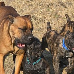 Cane Corso from Firebrand Cane Corso