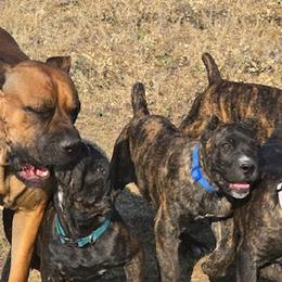 Cane Corso from Firebrand Cane Corso