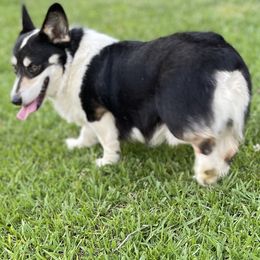 Corona - Pembroke Welsh Corgi