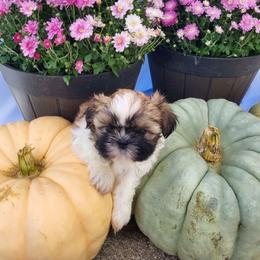 Lady OFA DNA - Gold and white female Shih Tzu puppy in Troutville, Virginia from BRIAR HOUSE of Mountain Pass
