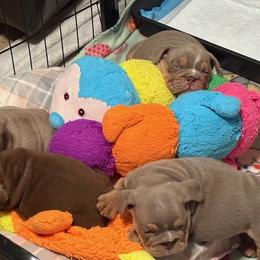 Bulldog and French Bulldog Puppies from Jhuntfrenchies